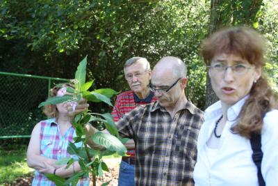 Foto des Albums: Ausbreitungsprävention des Indischen Springkrautes im Solmsbachtal (22. 07. 2014)