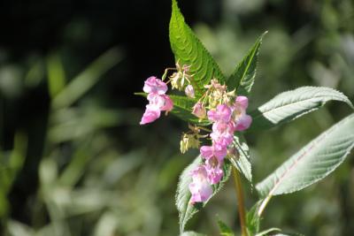 Foto des Albums: Ausbreitungsprävention des Indischen Springkrautes im Solmsbachtal (22. 07. 2014)