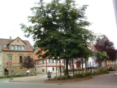 Bild: Marktplatz in Alsenz