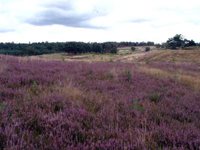 Foto des Albums: Die Wulmstorfer Heide blüht