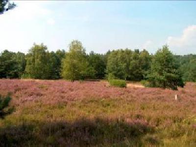 Foto des Albums: Die Wulmstorfer Heide blüht