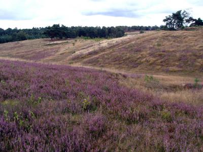 Foto des Albums: Die Wulmstorfer Heide blüht