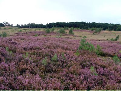 Foto des Albums: Die Wulmstorfer Heide blüht