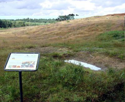 Foto des Albums: Die Wulmstorfer Heide blüht