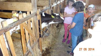 Foto des Albums: Bauernhof