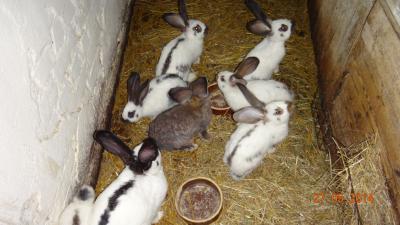 Foto des Albums: Bauernhof