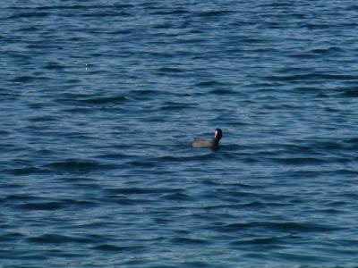 Foto des Albums: Fischereifest am Froser See