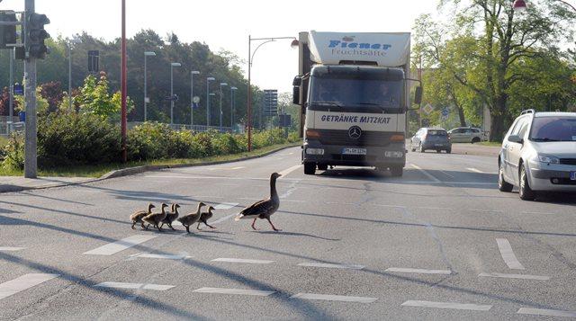 Bild : Entenfamilie bremst den Verkehr in Premnitz