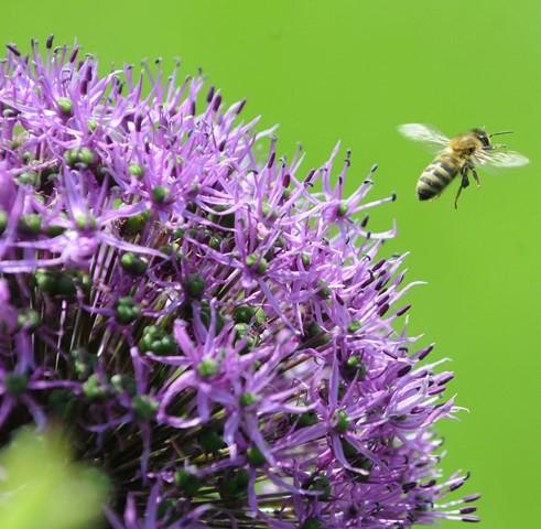 Bild : Biene beim Abflug