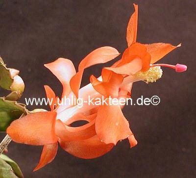 Foto des Albums: Schlumbergera Hybriden Blütenfotos (01.11.2014)