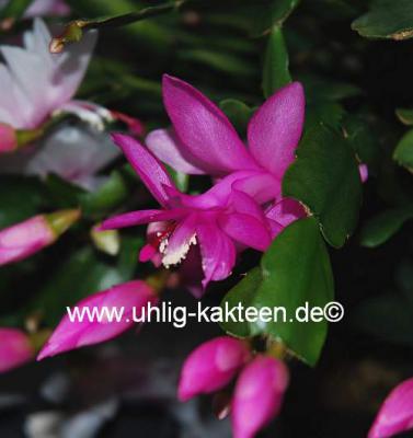 Foto des Albums: Schlumbergera Hybriden Blütenfotos (01.11.2014)