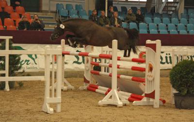 Foto des Albums: Mitteldeutsche Herbstkörung 2014 - Deutsche Reitponys (14.11.2014)