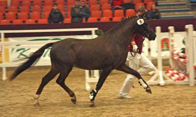 Foto des Albums: Mitteldeutsche Herbstkörung 2014 - Deutsche Reitponys (14.11.2014)