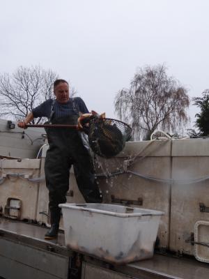 Fische werden umgeladen 