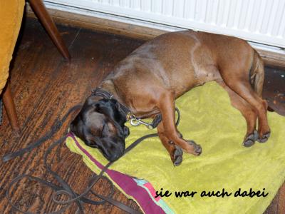 Foto des Albums: Skat- und Rommee`- Nachmittag