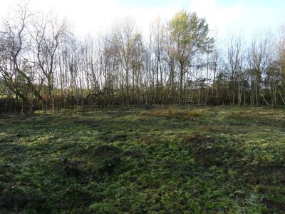 Entkusseltes Moor in der Totalen 