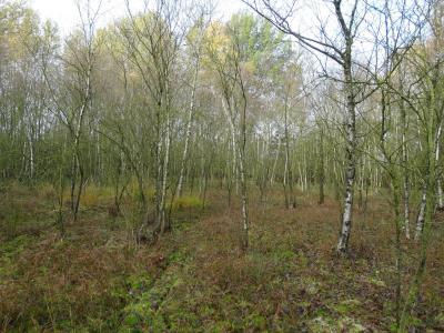Foto des Albums: Entkusselung Wulmstorfer Heide - Herbst 2014
