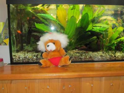 Foto des Albums: Teddys