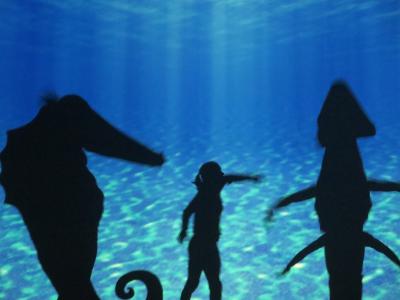 Foto des Albums: Amazing Shadows