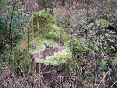 Foto des Albums: Die Prignitz