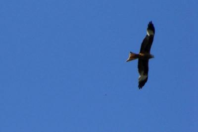 Fliege Hoch.........  (Bild vergr&ouml;&szlig;ern)