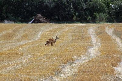 Foto des Albums: Die Prignitz