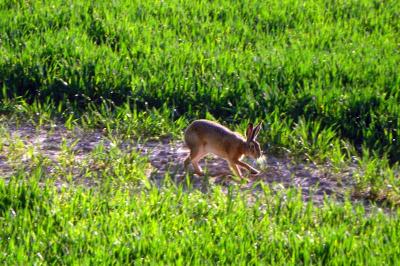 Foto des Albums: Die Prignitz