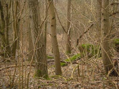 Im Wald  (Bild vergr&ouml;&szlig;ern)