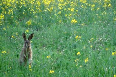 Foto des Albums: Die Prignitz