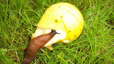 Guten Hunger  (Bild vergr&ouml;&szlig;ern)