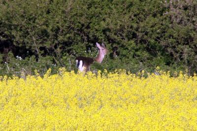 Foto des Albums: Die Prignitz