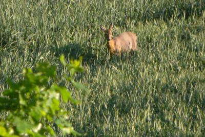 Foto des Albums: Die Prignitz