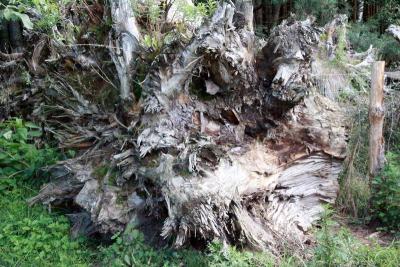 Foto des Albums: Die Prignitz