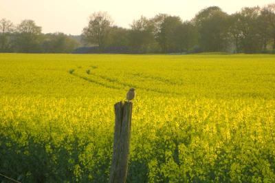 Foto des Albums: Die Prignitz