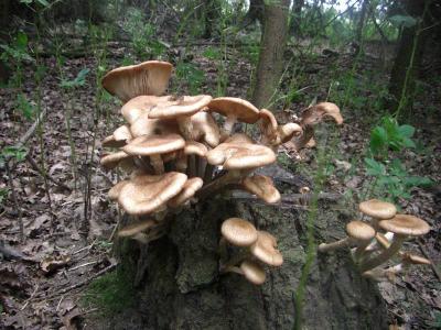Foto des Albums: Die Prignitz