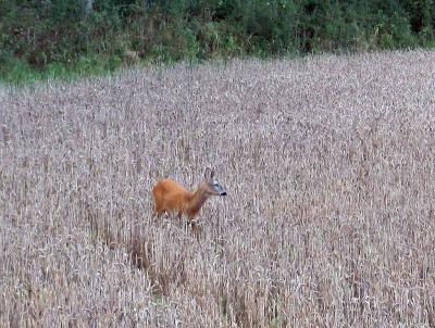 Foto des Albums: Die Prignitz