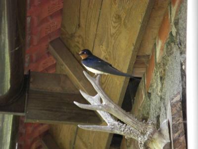 Foto des Albums: Die Prignitz
