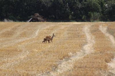Foto des Albums: Die Prignitz