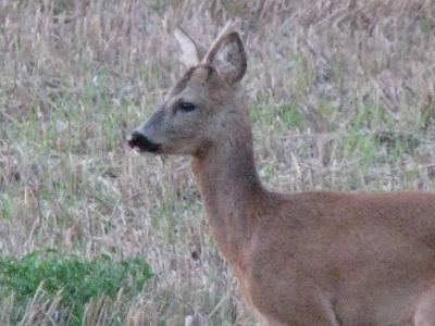 Foto des Albums: Die Prignitz