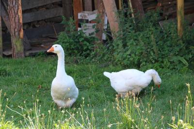 Foto des Albums: Die Prignitz