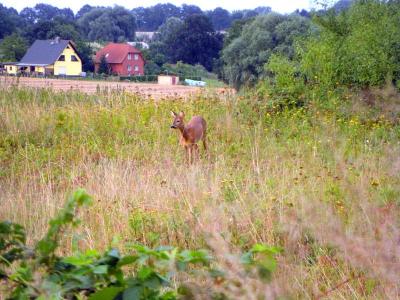 Foto des Albums: Die Prignitz