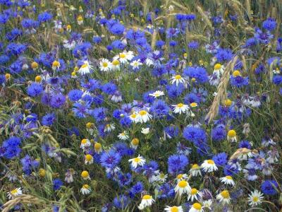 Blau, blau bl&uuml;ht die Kornblume  (Bild vergr&ouml;&szlig;ern)