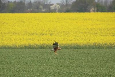 Foto des Albums: Die Prignitz