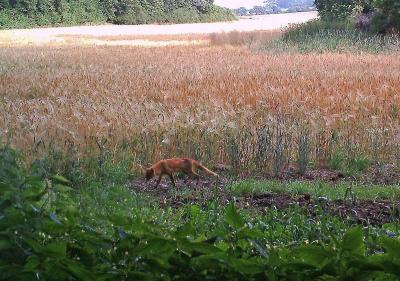 Foto des Albums: Die Prignitz