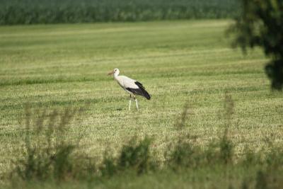 Foto des Albums: Die Prignitz