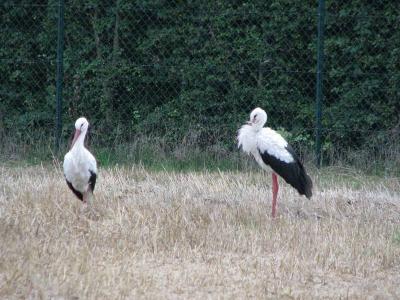 Foto des Albums: Die Prignitz