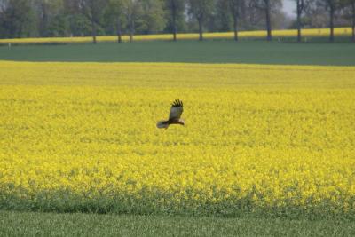 Foto des Albums: Die Prignitz