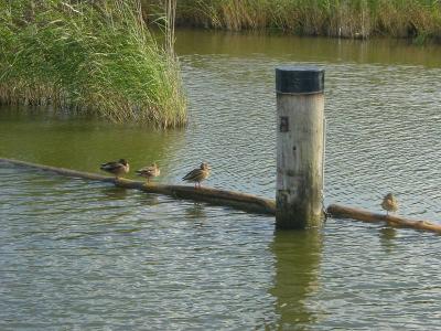 Foto des Albums: Die Prignitz