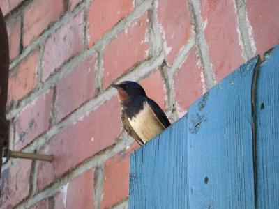 Foto des Albums: Die Prignitz