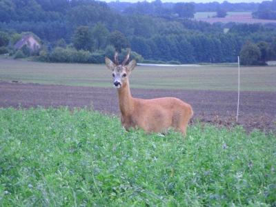 Foto des Albums: Die Prignitz